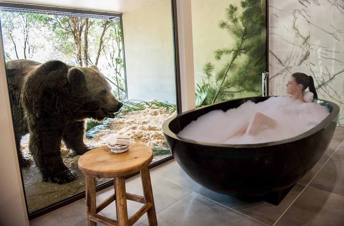 "丛林小屋 (Jungle Bungalows) "里正在洗澡的旅客和玻璃外的棕熊。